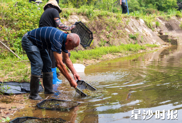 师伟正在放置虾苗。均为刘思源 摄