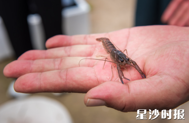 澳洲淡水龙虾虾苗张开钳子，活力十足。