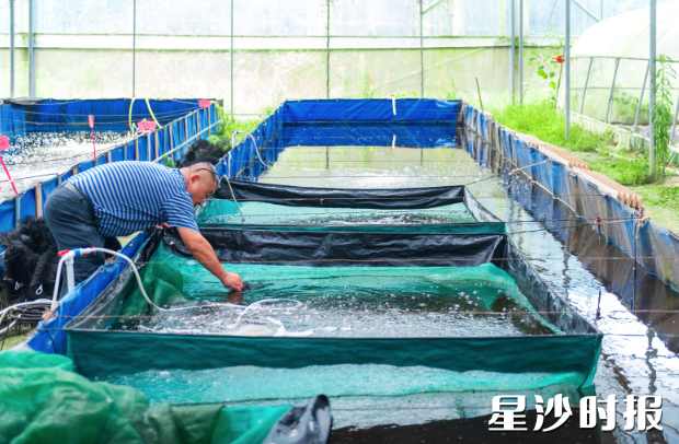 标虾基地里，工作人员正在查看虾苗情况。