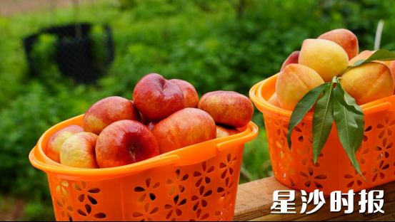 黄花镇崩坎村长沙华绿耕农共享农场，一颗颗圆润饱满的油蟠桃、黄桃散发出沁人心脾的果香。