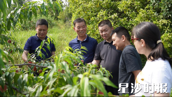 开慧镇金榜桃园，县农业农村局农技专家现场提供农技服务，指导种植。