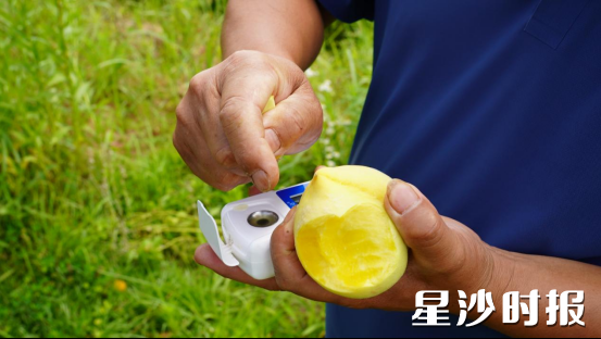 黄花镇崩坎村长沙华绿耕农共享农场，负责人柳治平现场测量果实甜度。