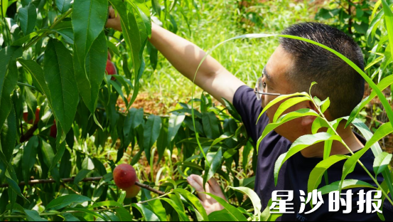 开慧镇白沙村苏湘园鸟窝农庄，农庄负责人通过直播采摘水果，让手机成为新农具，助力特色农产品“破圈”出山。