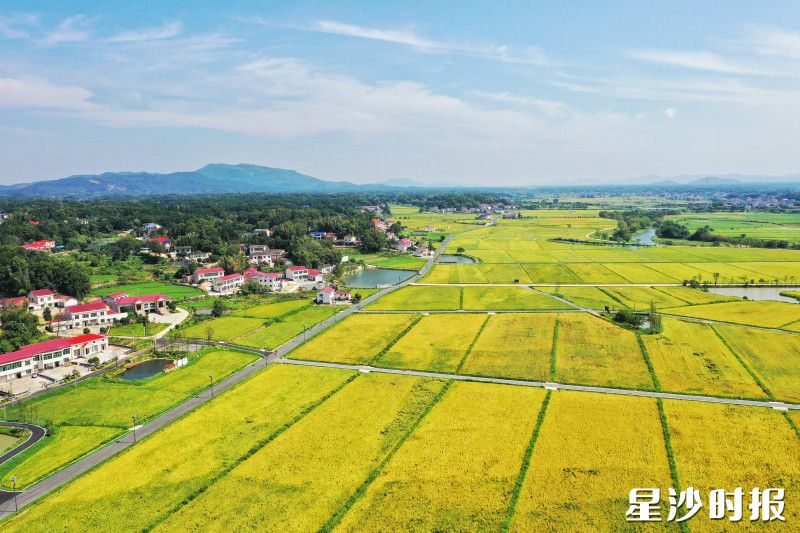 近年来，长沙县累计建成高标准农田23.67万亩。图为青山铺镇洪河村高标准农田。资料图片