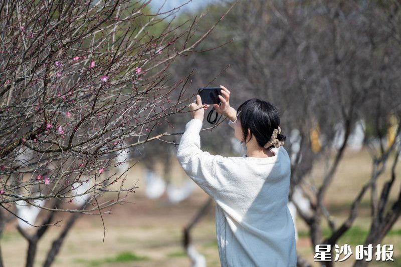 不少市民游客驻足花下，举起手机定格美景。