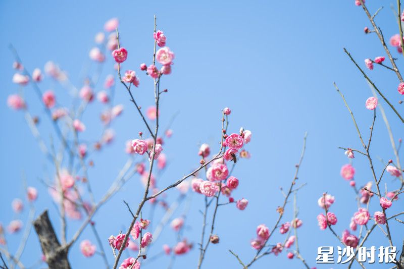 湖南松雅湖国家湿地公园内的梅花悄然“提速”，较往年提前进入绽放期。均为刘思源 摄