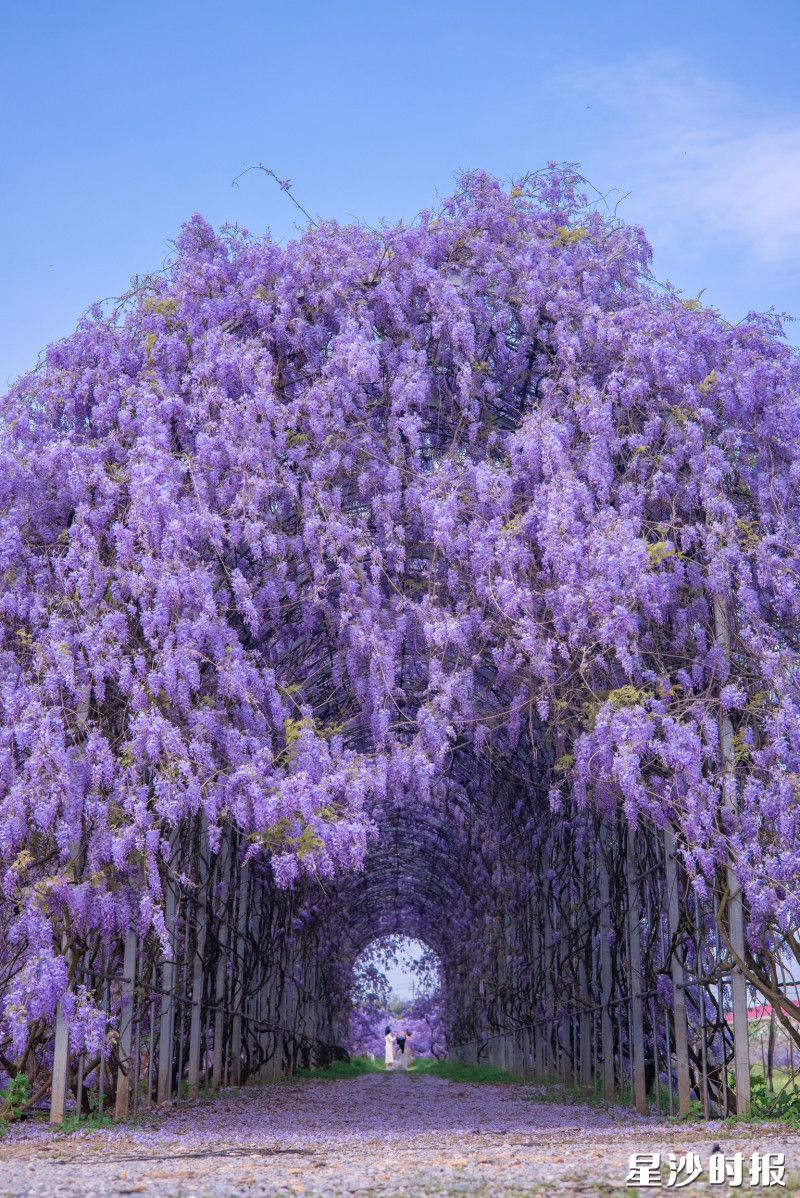 图为120米长的“普罗旺斯紫藤廊道”，如梦幻时空通道。均为黄花镇供图