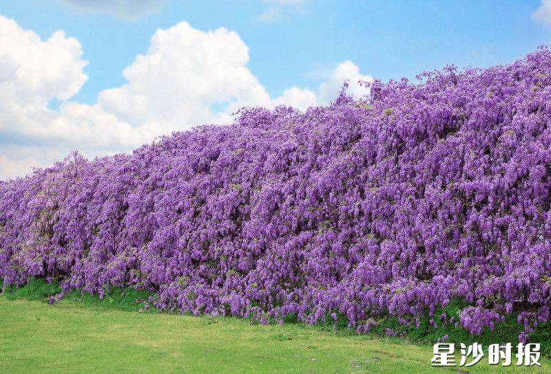 紫藤花瀑布次第盛放，十分壮观。