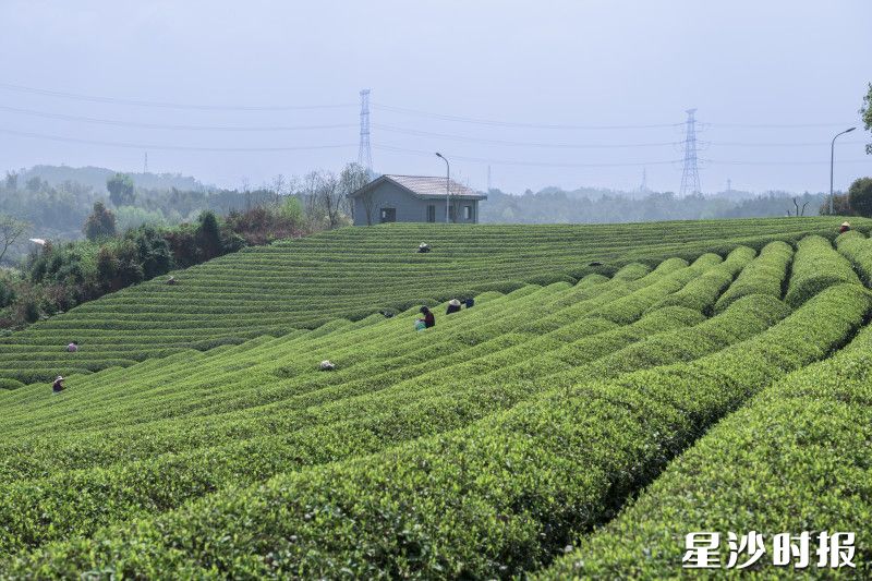 高桥镇茶园内，茶农采摘忙碌。刘思源 摄