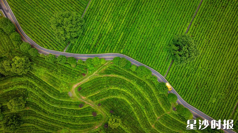 图为金井镇茶园。金井镇供图