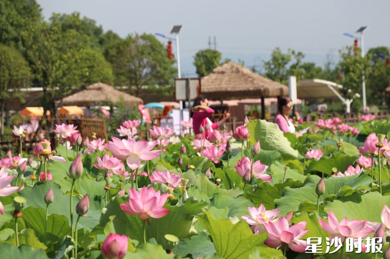 图为春华镇石塘铺村的茂兴生态农庄荷花池。农庄供图