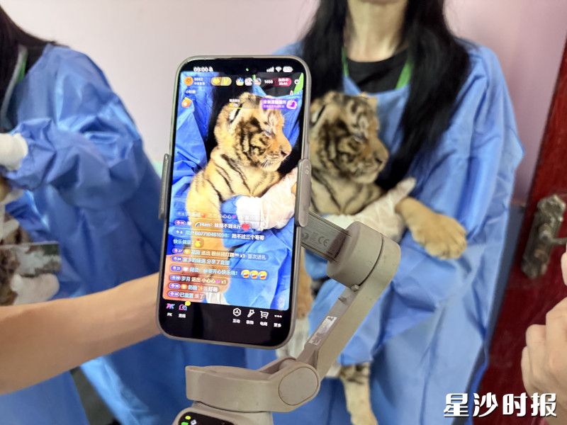 长沙三珍虎园将200多只猛虎的日常“搬”进手机屏幕。均为金井镇供图