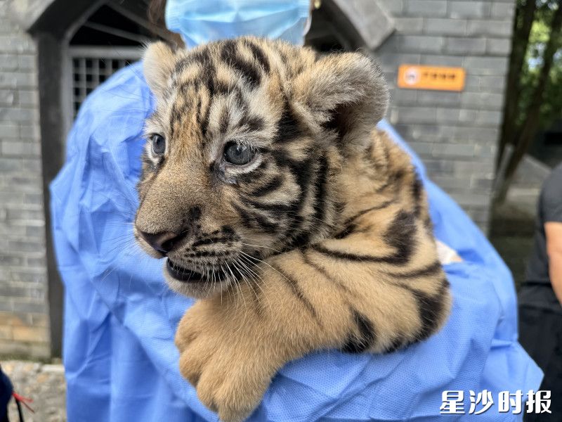 小虎保育员项目吸引了众多亲子家庭前来体验。