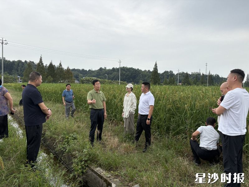 夏新界教授科研团队深入湘丰村田垄,实地考察巨型稻长势。均为通讯员供图