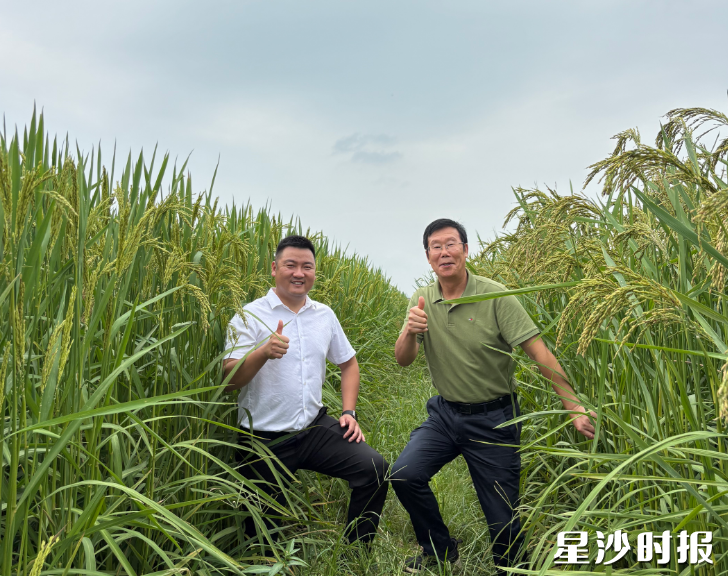 湘丰村党总支书记夏泽江(左)和夏新界教授(右)在巨型稻田中查看水稻长势。 湘丰村党总支书记夏泽江(左)和夏新界教授(右)在巨型稻田中查看水稻长势。