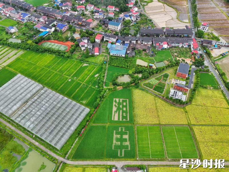 湘丰村将巨型稻基地打造成湘丰村的独特IP。 湘丰村将巨型稻基地打造成湘丰村的独特IP。