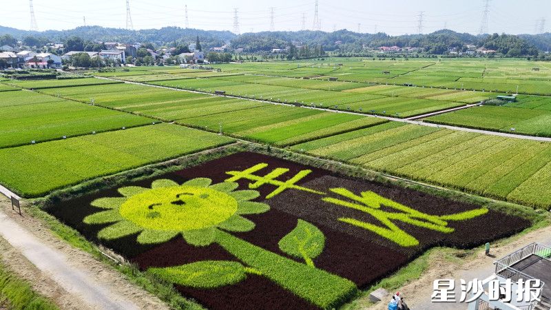 由七种彩色稻谷精心拼接而成的巨型笑脸图案灵动绽放。均为受访者供图 由七种彩色稻谷精心拼接而成的巨型笑脸图案灵动绽放。均为受访者供图