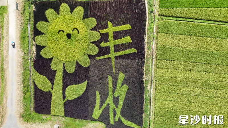 独具创意的巨型稻田笑脸成为田野最亮眼的风景。 独具创意的巨型稻田笑脸成为田野最亮眼的风景。