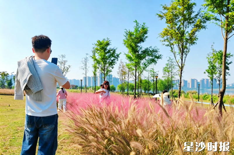 秋日晴日里,市民在松雅湖粉黛乱子草观赏区驻足取景,大家在步道边拍摄粉色草海,沉浸式感受湖畔秋日浪漫。 秋日晴日里,市民在松雅湖粉黛乱子草观赏区驻足取景,大家在步道边拍摄粉色草海,沉浸式感受湖畔秋日浪漫。