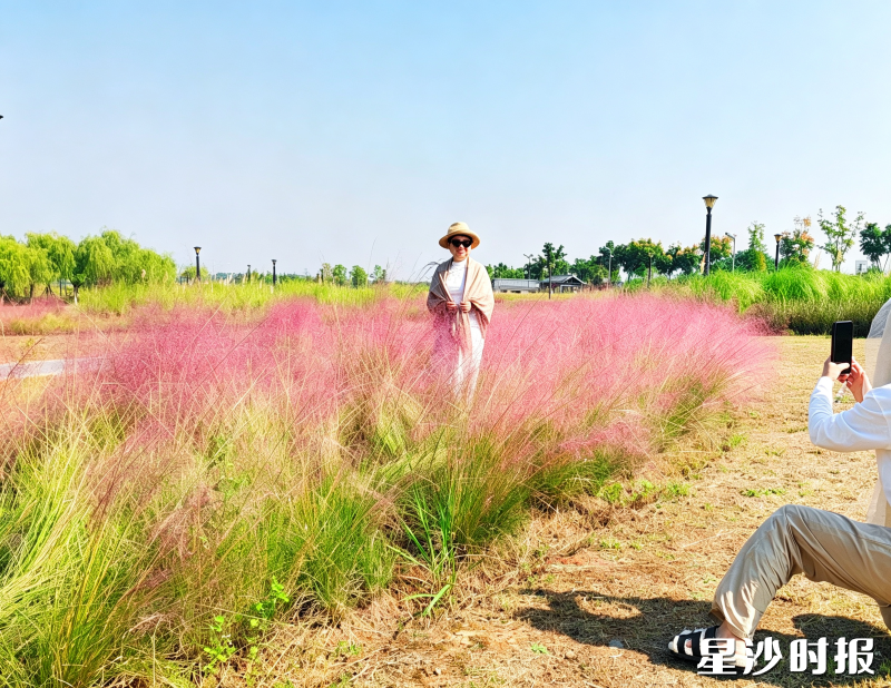 松雅湖粉黛乱子草迎来盛花期,随风摇曳的粉色花穗吸引市民前来拍照留念。 松雅湖粉黛乱子草迎来盛花期,随风摇曳的粉色花穗吸引市民前来拍照留念。