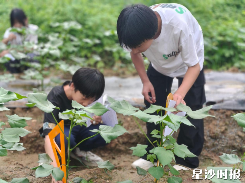 学生在“暖暖棉田”观测记录,测量棉株、认真记录生长数据。学校供图 学生在“暖暖棉田”观测记录,测量棉株、认真记录生长数据。学校供图