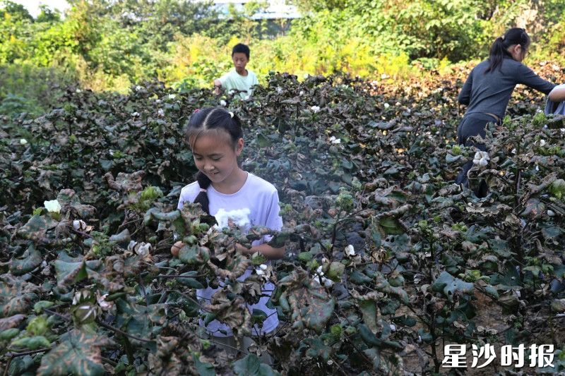 学生走进“暖暖棉田”采摘棉花,在田垄间感受农耕辛劳,体会耕耘收获的乐趣。文雅丽 摄 学生走进“暖暖棉田”采摘棉花,在田垄间感受农耕辛劳,体会耕耘收获的乐趣。文雅丽 摄