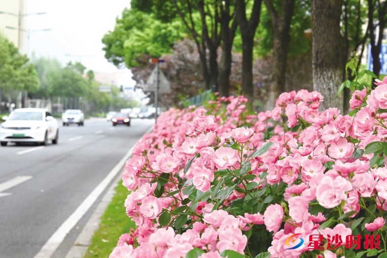 　　长沙县道路两旁及渠化岛内花团锦簇，绿化带内树木迎风挺立，为城市增添了一抹生机。杨欣雨 摄
