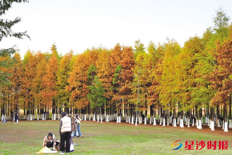 　　在冬日暖阳下，湖南松雅湖国家湿地公园内水杉林呈现出金黄耀眼的自然景象，绚烂美丽。长沙县文旅局供图