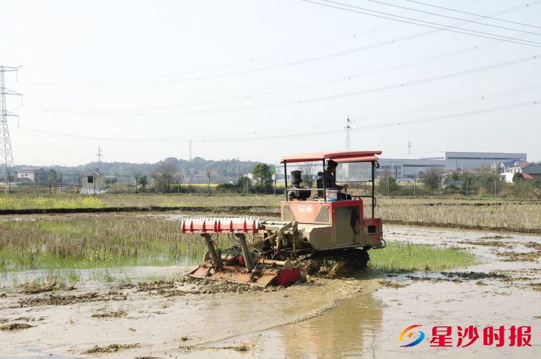 　　工人们娴熟地驾驶着农机，将一块块水稻田进行翻耕。阮霖浩 摄