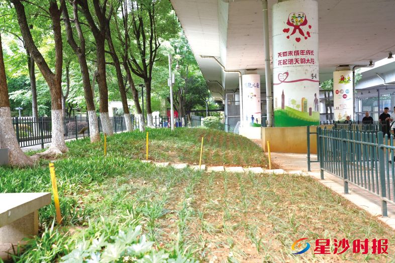 　　东业运动公园整改后，曾经裸露的泥地焕然一新，约1000平方米草皮补植覆盖其上。