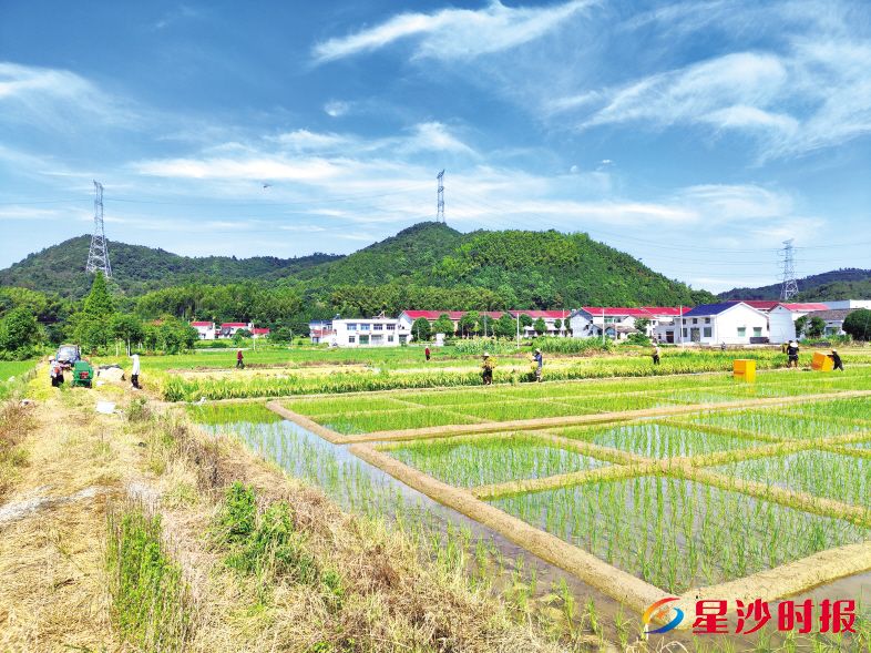 　　依托科技小院，涉农专业师生将与农民同吃同住同劳动，以零距离、零时差、零门槛、零费用的承诺，服务农业生产。　　金井镇供图