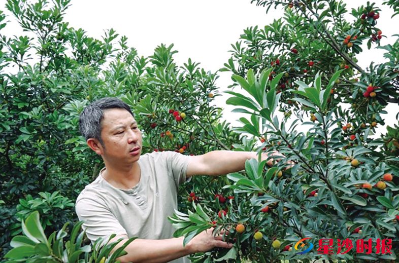 　　如今的涂建军已是杨梅种植的行家里手，除草、修枝、防虫、施肥，每一道工序他都了然于心。　　开慧镇供图