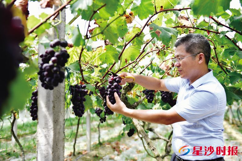 　　在开慧镇强韵农庄水果基地，拿过全国金奖的夏黑葡萄挂满园。张庆 摄