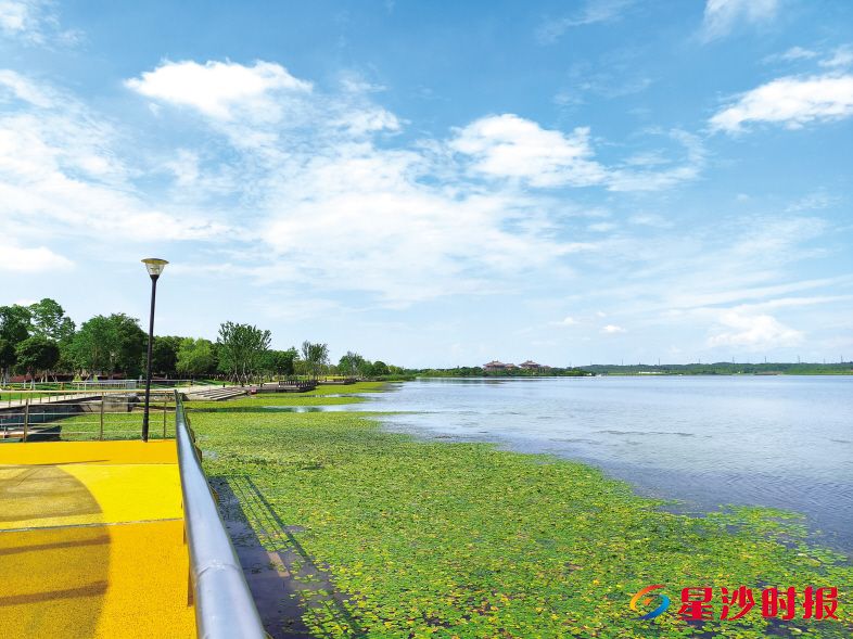 　　松雅湖湖面之上，荇菜小巧圆润的叶片彼此相连，似翠绿绒毯铺于水面。松雅湖湿地自然学校供图