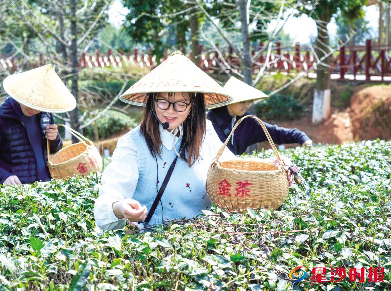 　　图为赵玲带领游客在金井茶业“三棵树茶园”体验采茶。　　受访者供图