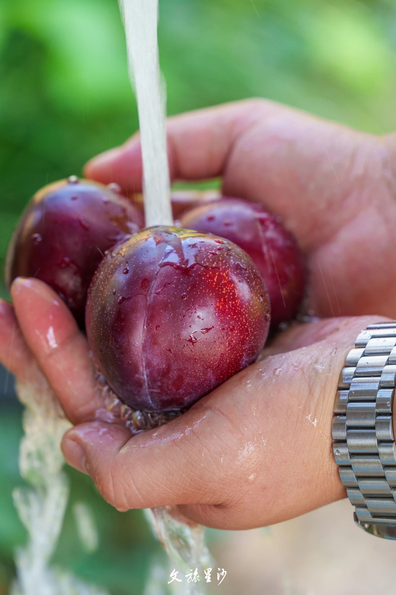 苏湘园鸟窝农庄紫红的李子挂满枝头，酸甜可口，回甘悠长。