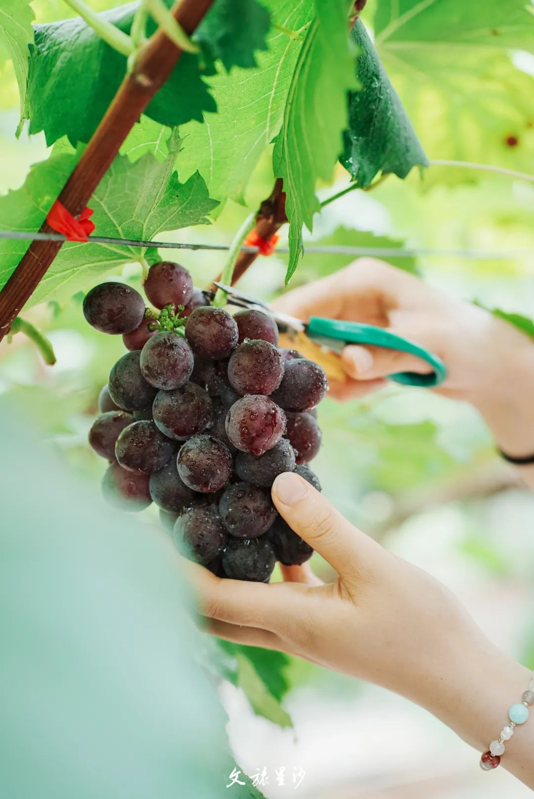 一串串的葡萄整整齐齐，阳光散落其间，像一串串珍珠。
