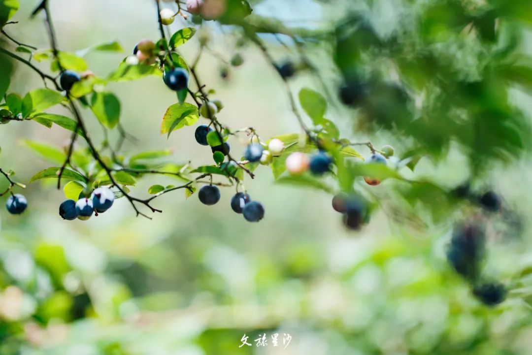 开慧首批挂果的蓝莓已经有数十亩，有奥尼尔、巴尔德温、灿烂等5个品种，能采摘到8月份。