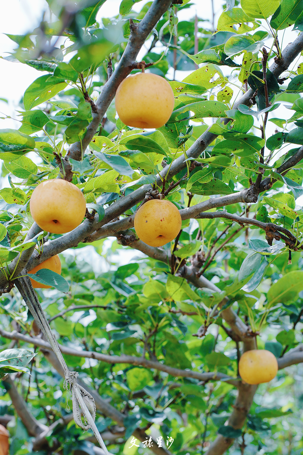 水灵、饱满、脆甜的梨子，一口咬下去立马消暑。