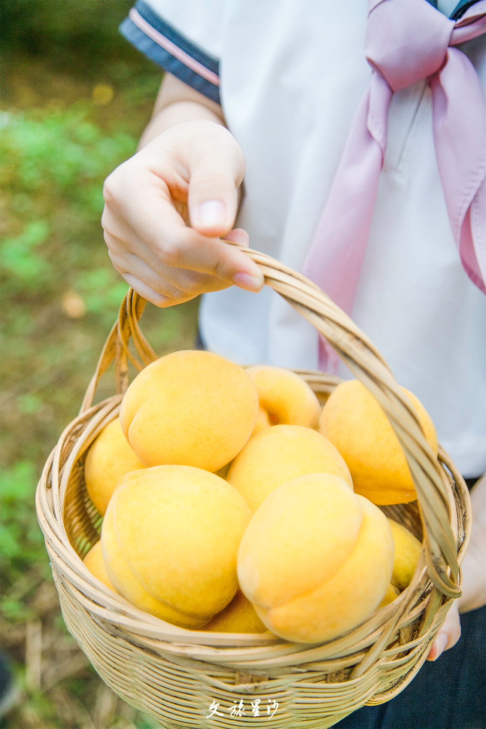 金灿灿的黄桃挂满枝头，柔韧的桃肉甘洌清甜，尝一口，根本停不下来。