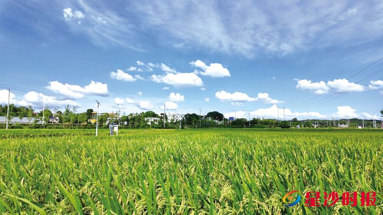 　　果园镇田汉社区田间地头农田丰收在望。　　杨源 摄