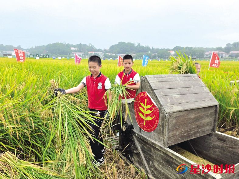 　　活动现场，孩子们体验“镰割水稻→机打稻谷→稻谷出仓”全过程。刘宇 摄
