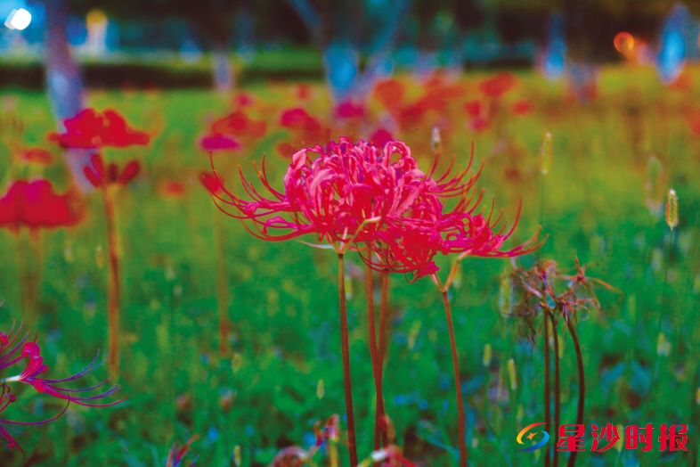 　　盛开的彼岸花，赤艳的花瓣次第舒展。　　周汝洁 摄