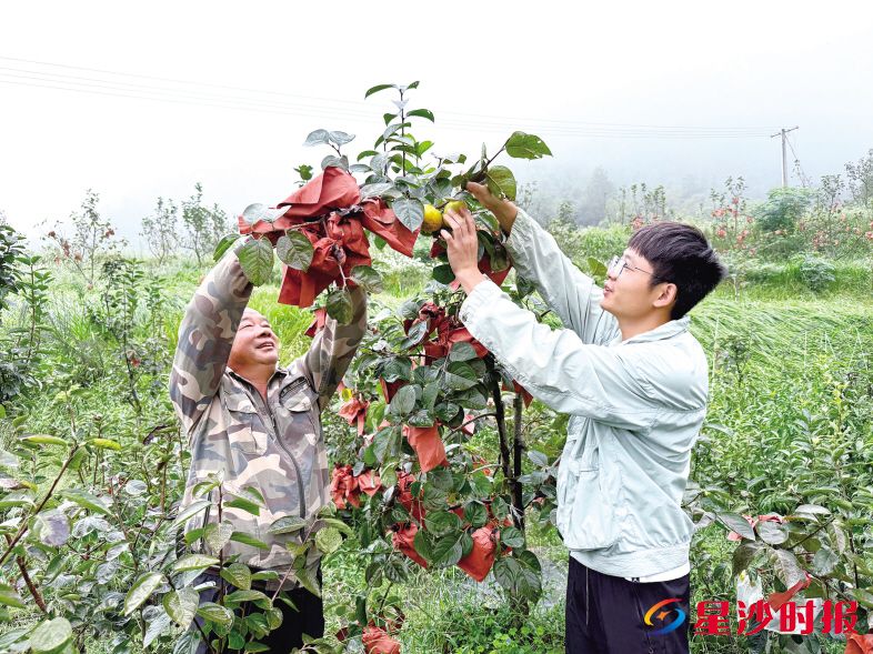 　　长沙欣爽农业科技基地的柿子除通过线上订单和网络直播等方式销往全国各地外，还打造了采摘体验项目，吸引周边游客前来，既能品尝新鲜果子，也能体验田园乐趣。金井镇供图