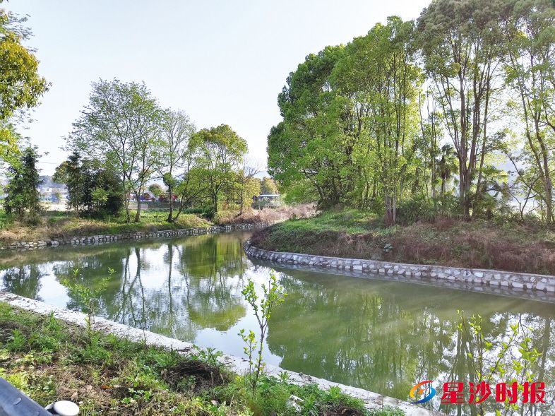 　　走进长沙县金井镇金龙村，新修的灌溉渠道纵横交错，整修一新的山塘碧波荡漾。通讯员供图