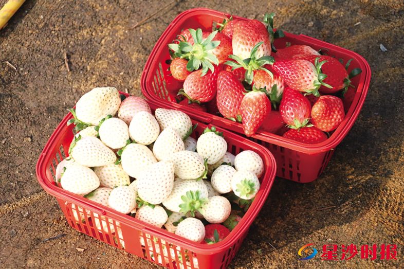 　　“白雪公主”的白色草莓，口感鲜甜，别具风味。林畅 摄