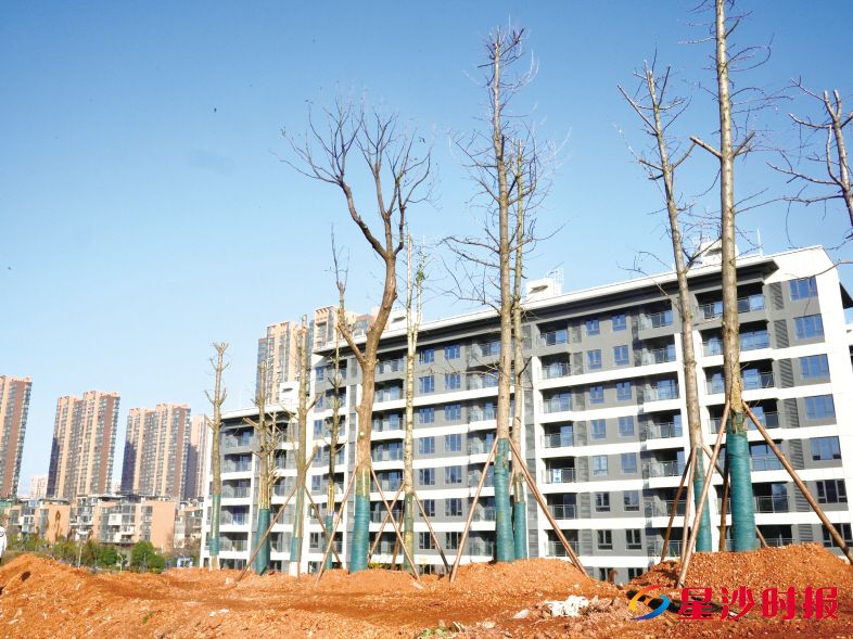 　　长沙县金辉优步星樾小区南侧闲置地提质之后，栽种了齐整的树木。　　杨欣雨 摄