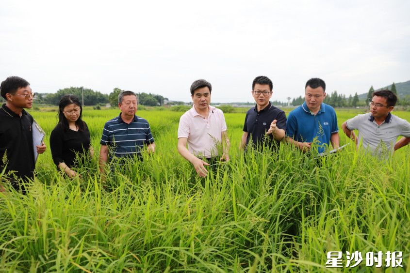 柏连阳院士团队在长沙市粮食生产 “四高”试验示范片春华核心基地调研指导。春华镇供图