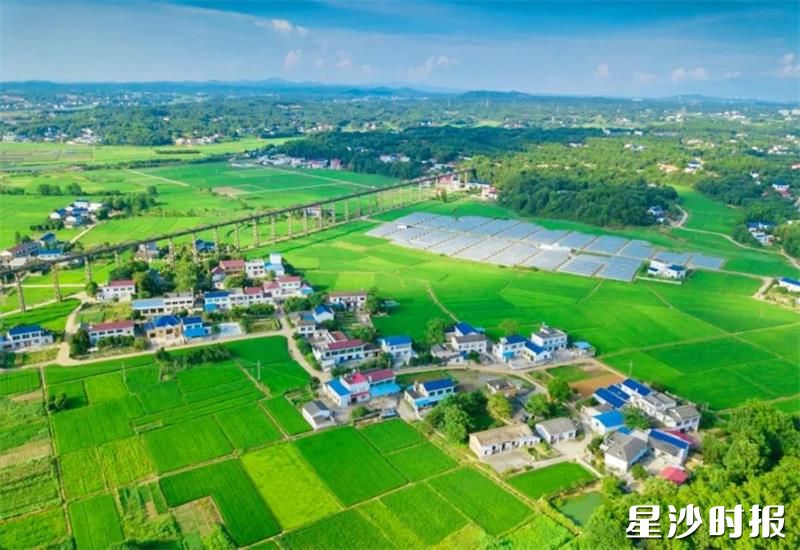 春华镇的万亩粮食生产基地生机勃勃，沟渠纵横交错，稻田平整有序。春华镇供图