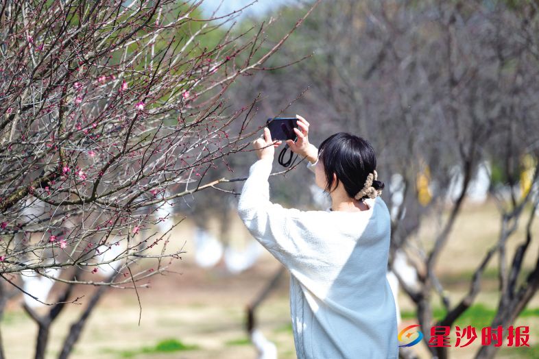 　　松雅湖畔，错落的树梢上，挂满了含苞待放的梅花，吸引市民游客前来打卡拍照。　　刘思源 摄